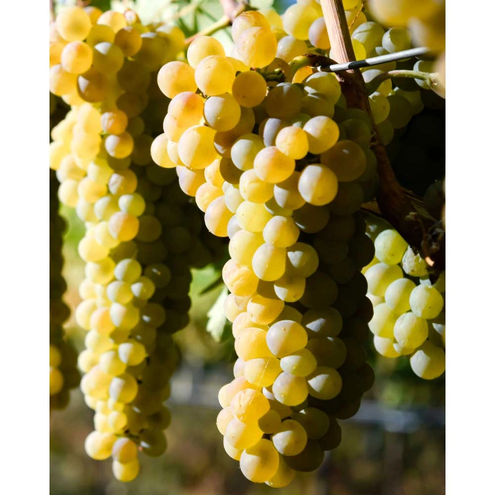 Table grape / Birstaler Muskat® / Vitis vinifera ssp. vinifera - 1 plant in pot