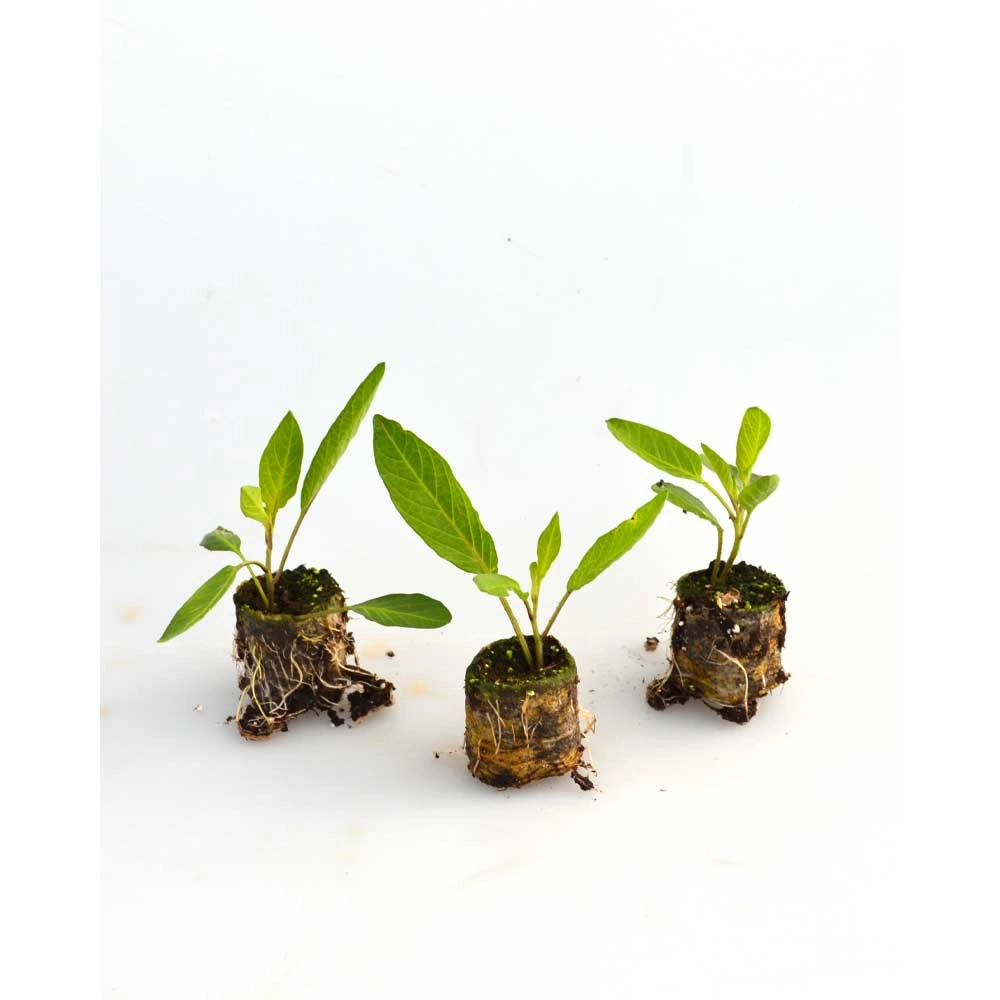 Pepino - Melonenbirne / Copa® - 3 Pflanzen im Wurzelballen