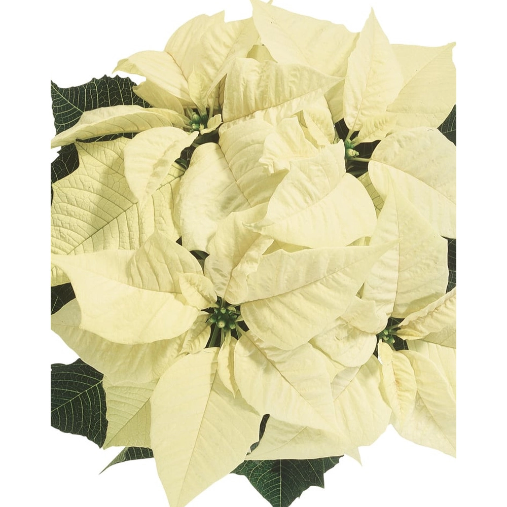 Poinsecja / sel® Christmas Feelings® White - 3 rośliny w bryle korzeniowej
