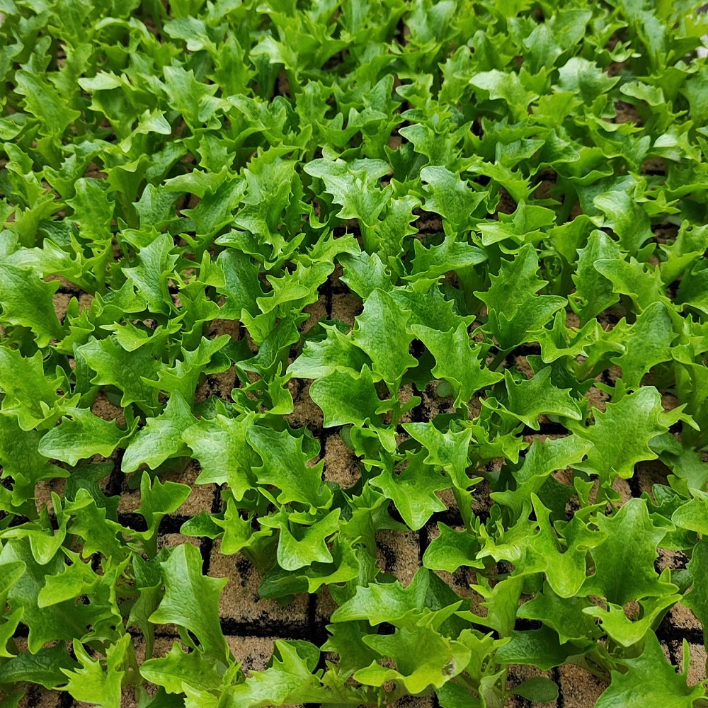 Lollo Crispy Salat - Jungpflanzen in verschiedenen Mengen