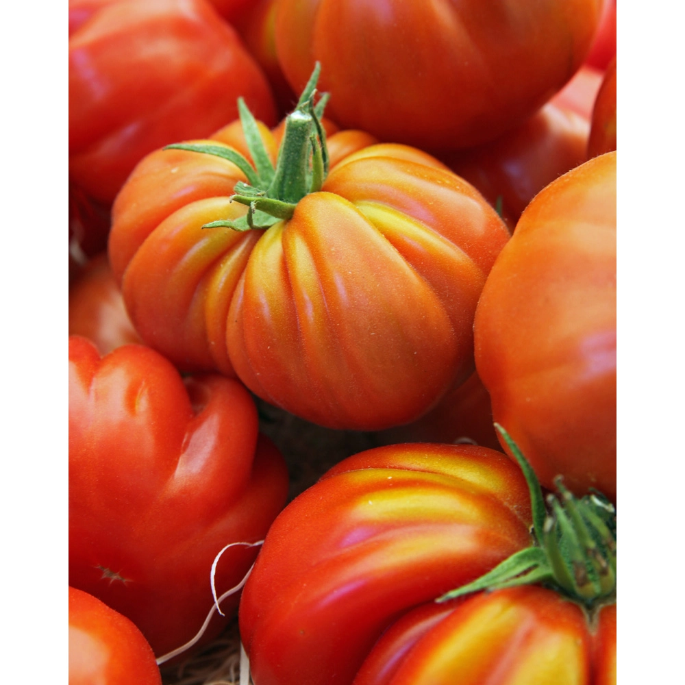 Tomate charnue / Coeur de Bœuf - 3 plants en motte