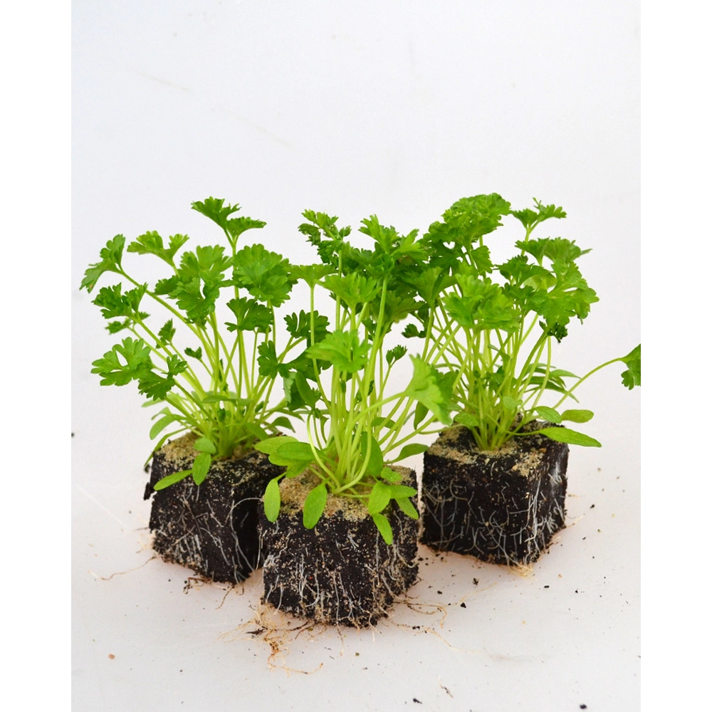 Parsley / green pearl - 6 plants in root ball