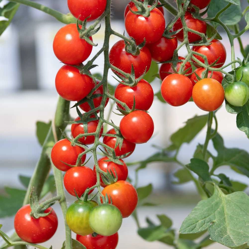 Pomidor koktajlowy / Idylla - 30 nasion