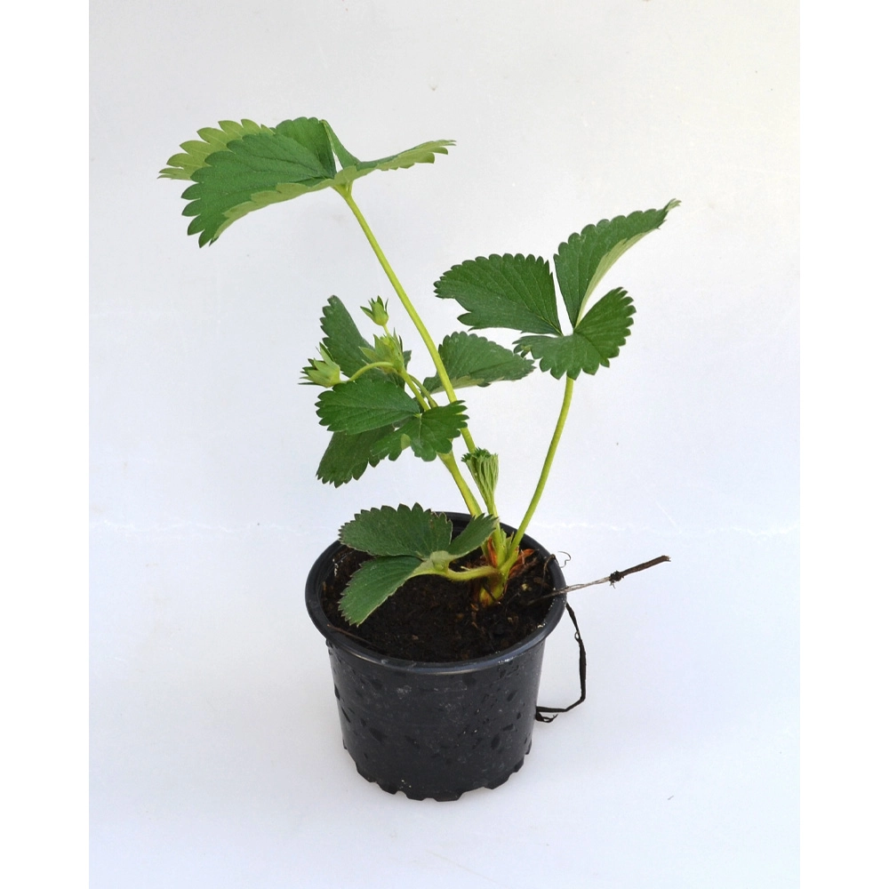 Erdbeere / Elsanta - 1 Pflanze im Topf