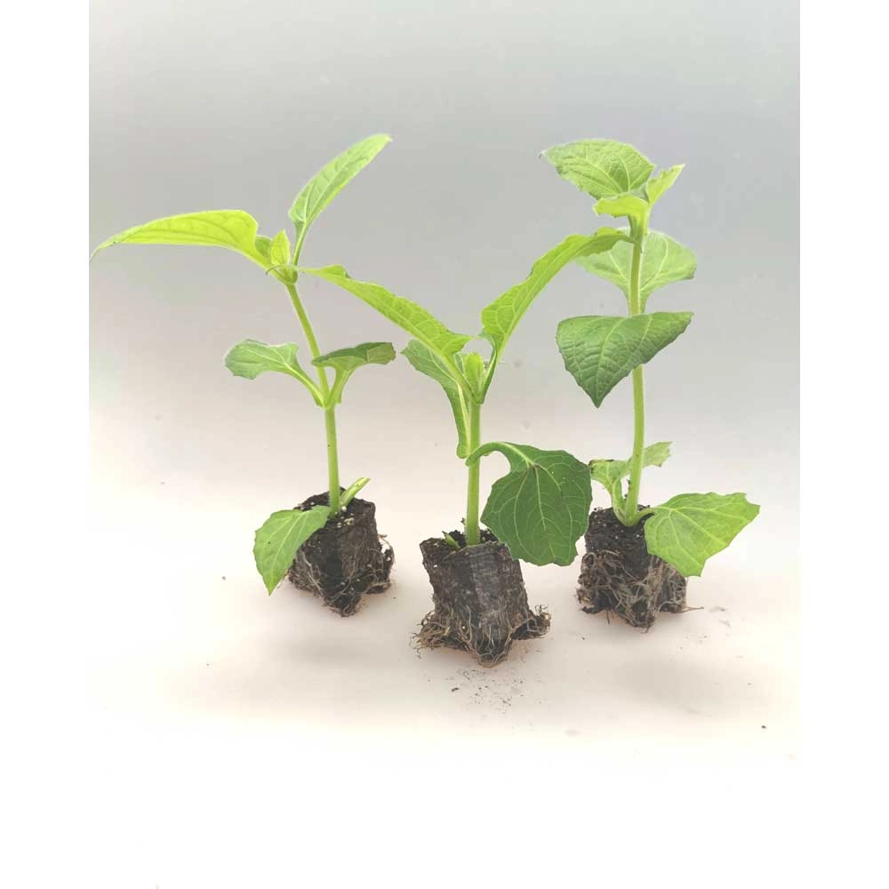 Yacon / Inca White - Smallanthus sonchifolius - 3 plants in root ball