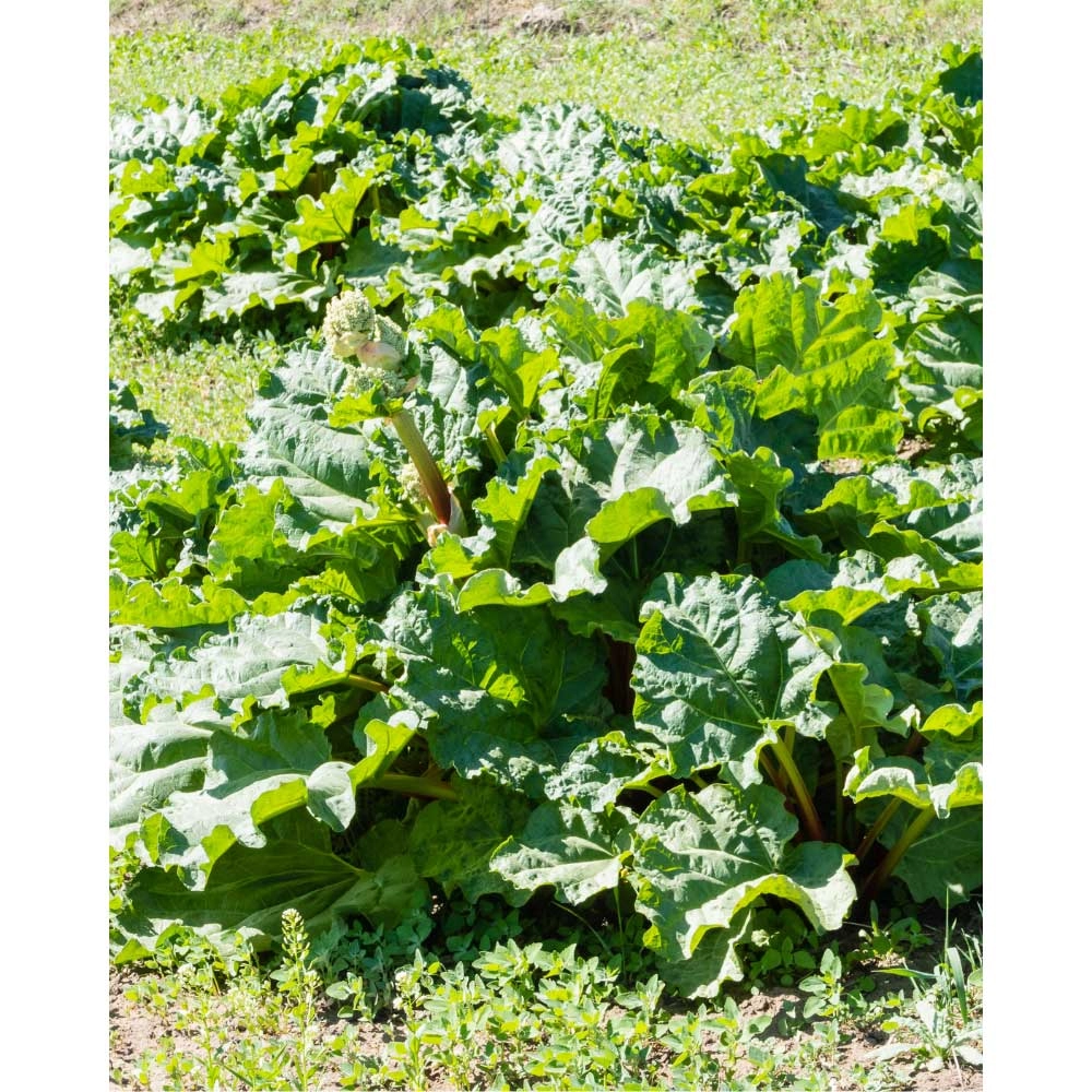 Rhubarb Sanvitos® Early / Rheum rhabarbarum - 1 plant in pot