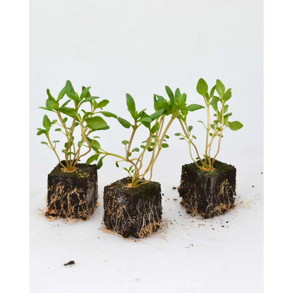 Cząber - 6 roślin w bryle korzeniowej