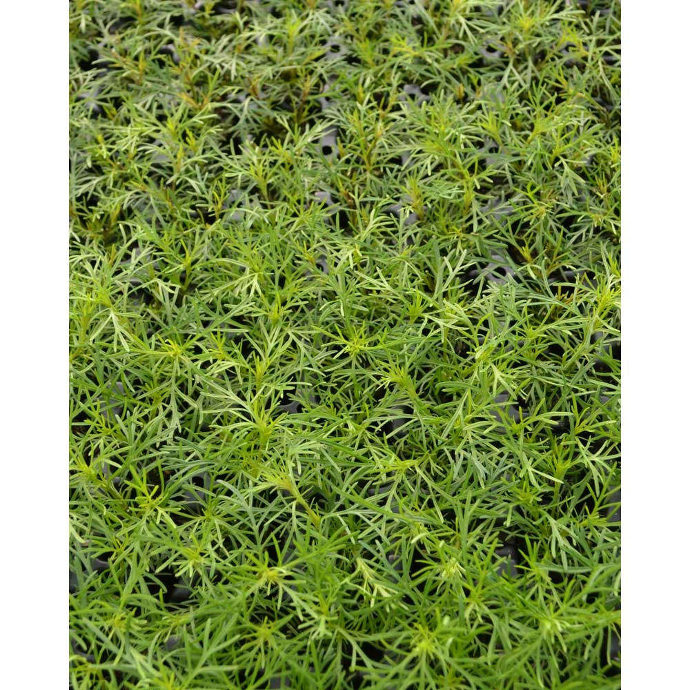 Lukrecja Tagetes / Salmi - 3 rośliny w bryle korzeniowej