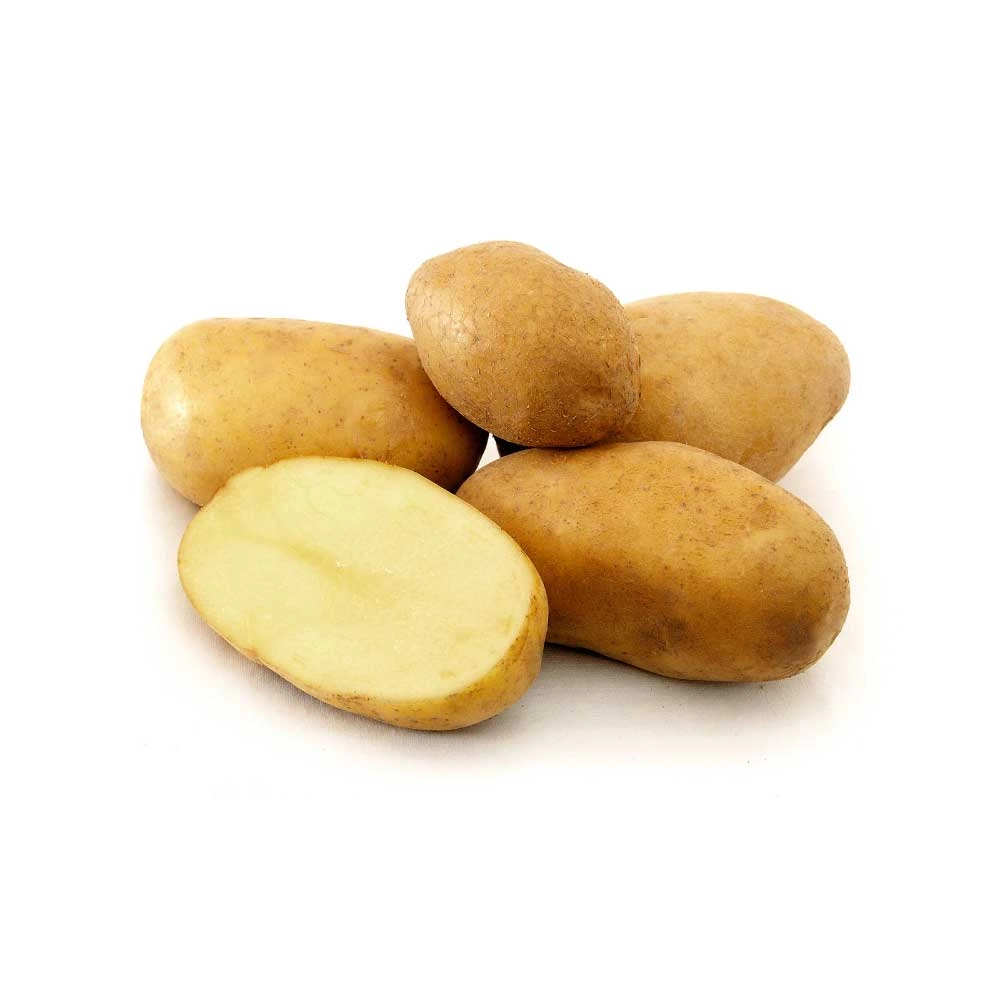 Kartoffel-Pflanze / Sarpo Shona - 1 Pflanze im Topf