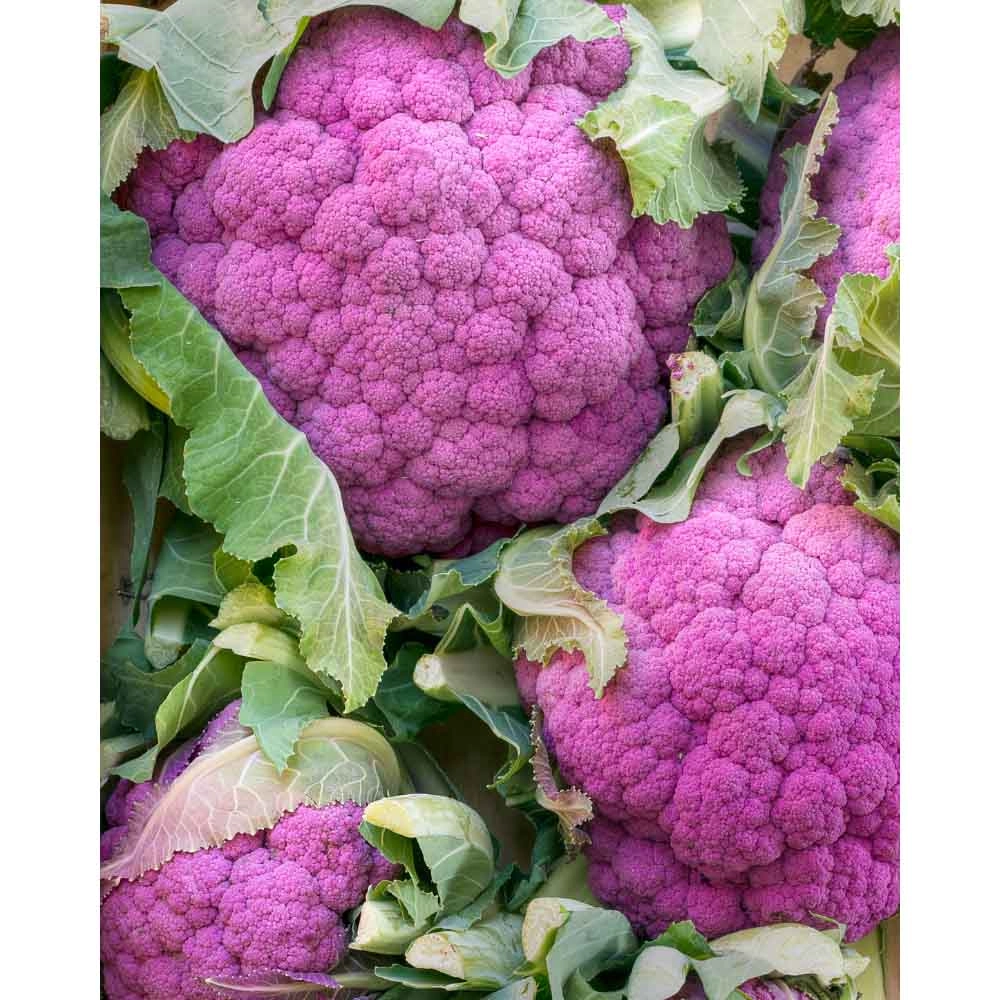 Cauliflower / BUNT - various quantities