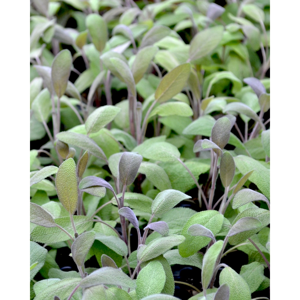 Sauge / Manteau pourpre - Salvia officinalis - 3 plantes en motte
