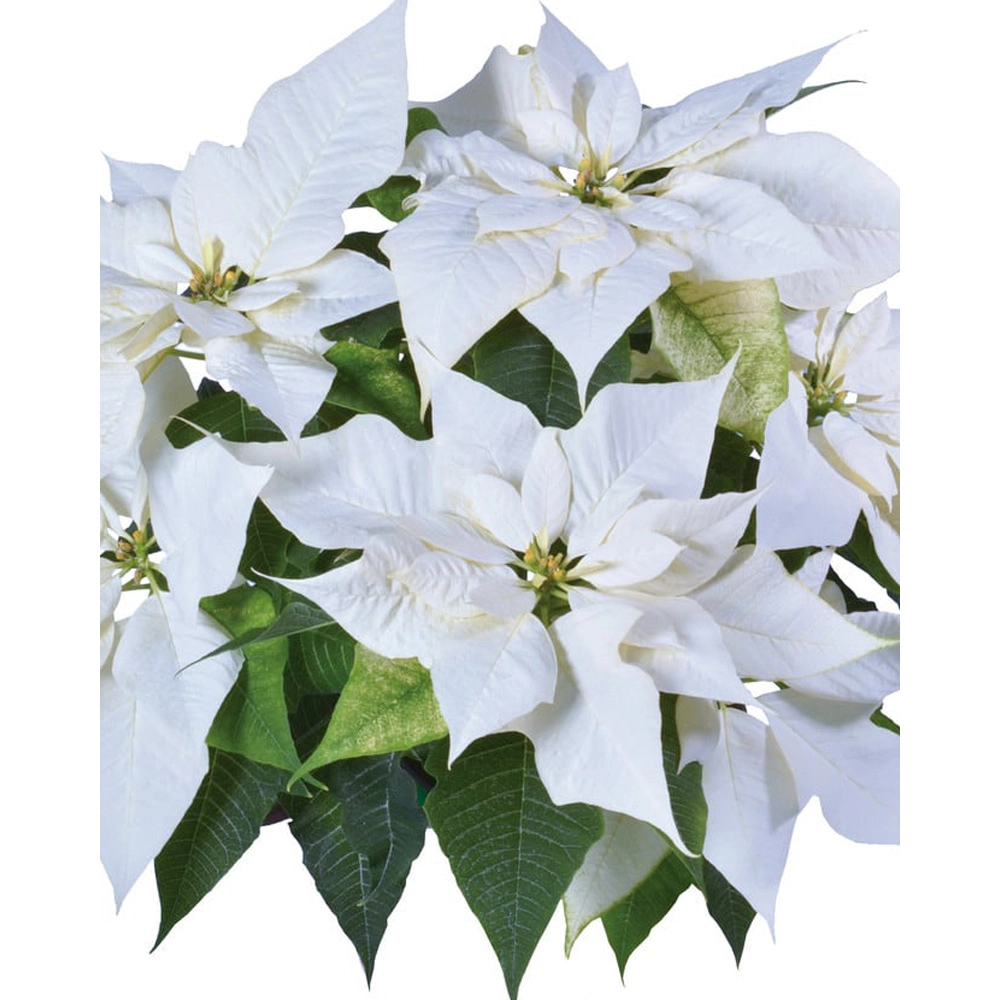 Poinsecja / Alpina - 3 rośliny w bryle korzeniowej