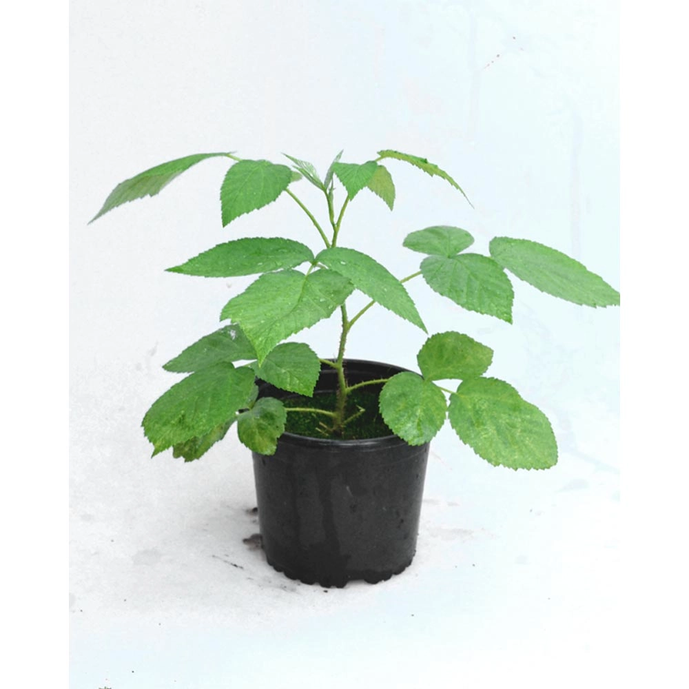 Zomerframboos / Summer Lovers® Early - 1 plant in een pot