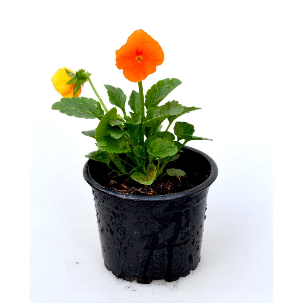 Pensée - Orange / Viola - 1 plante en pot
