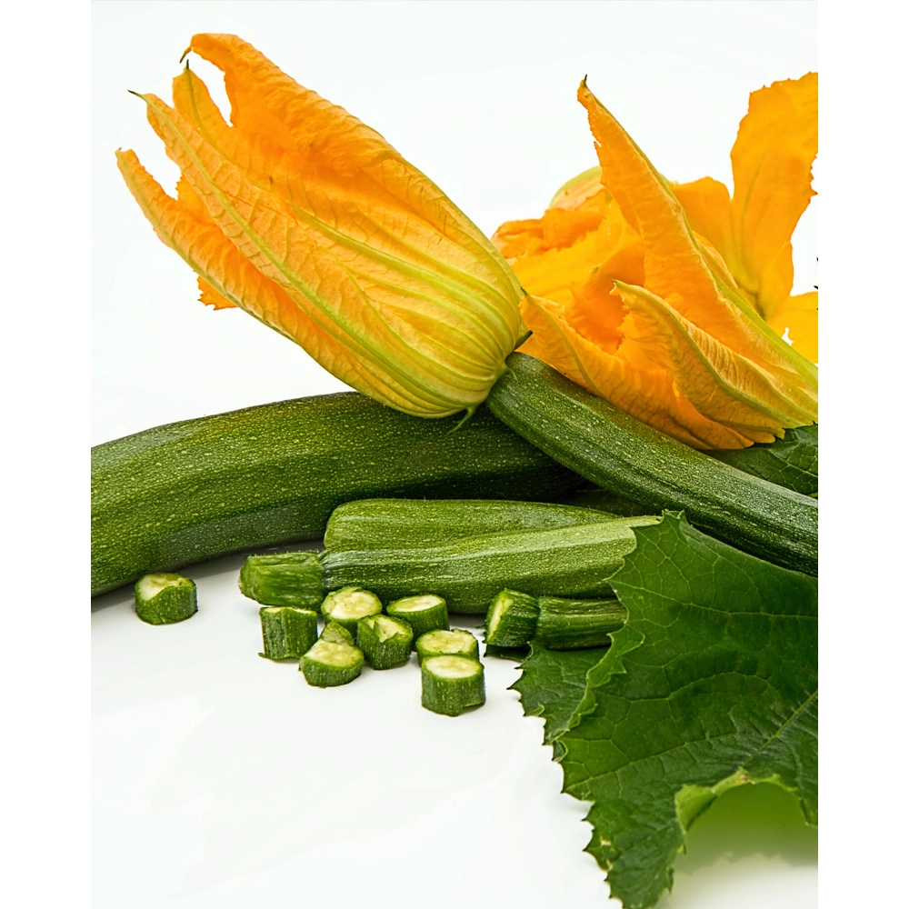 Zucchini / grün - 1 Pflanze als XXL Wurzelballen