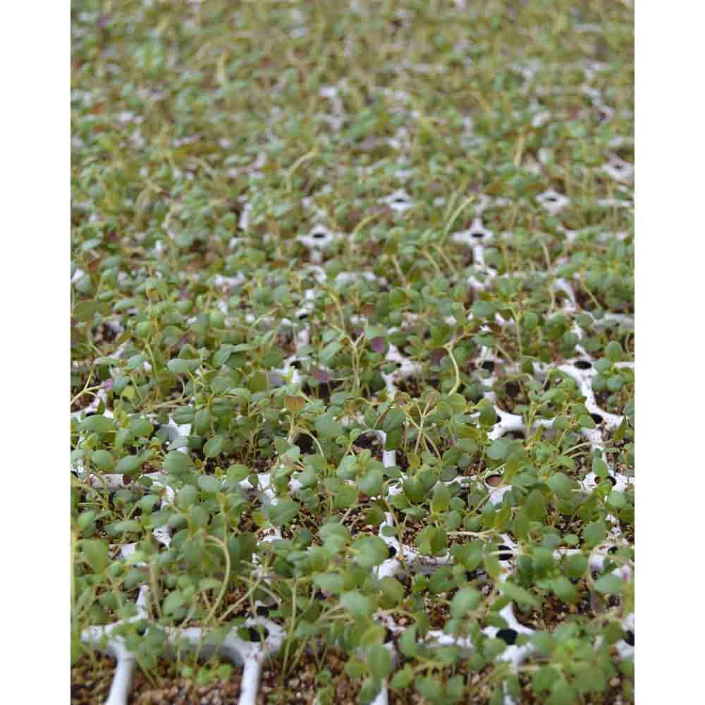 Tymianek / Tim - Thymus vulgaris - 3 rośliny w bryle korzeniowej