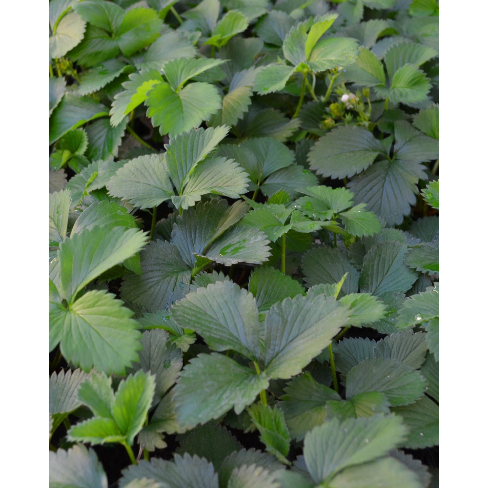 Strawberry / Senga Sengana - 1 plant in pot