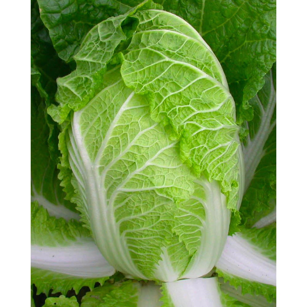 Chinese cabbage - various quantities