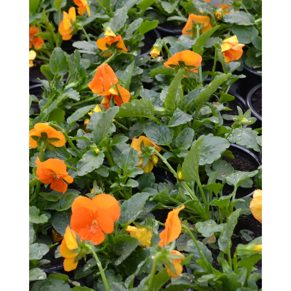 Stiefmütterchen - Orange / Viola - 1 Pflanze im Topf