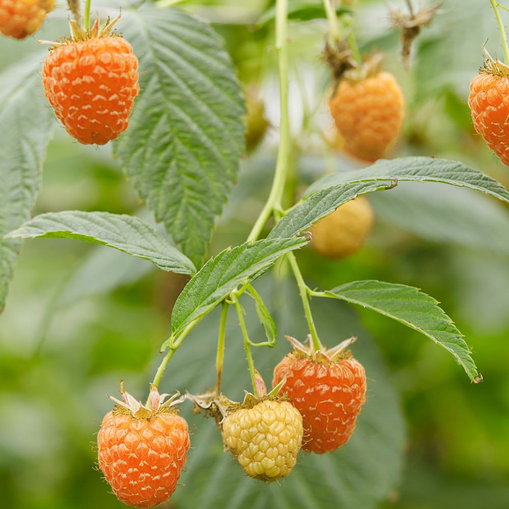 Aprikosen-Himbeere / Summer Lovers® Garden Apricot - 1 Pflanze im XXL Wurzelballen