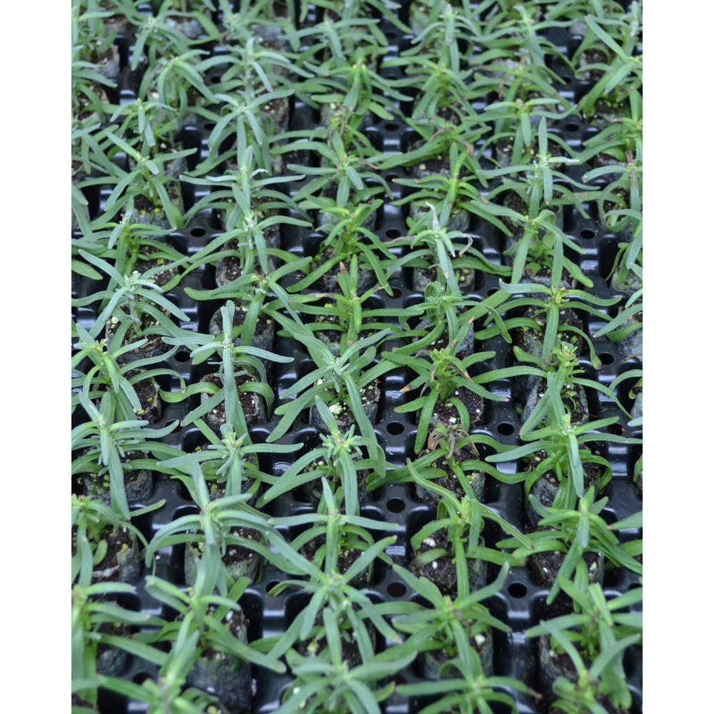 Lavendel / Ellagance Snow - 3 Pflanzen im Wurzelballen