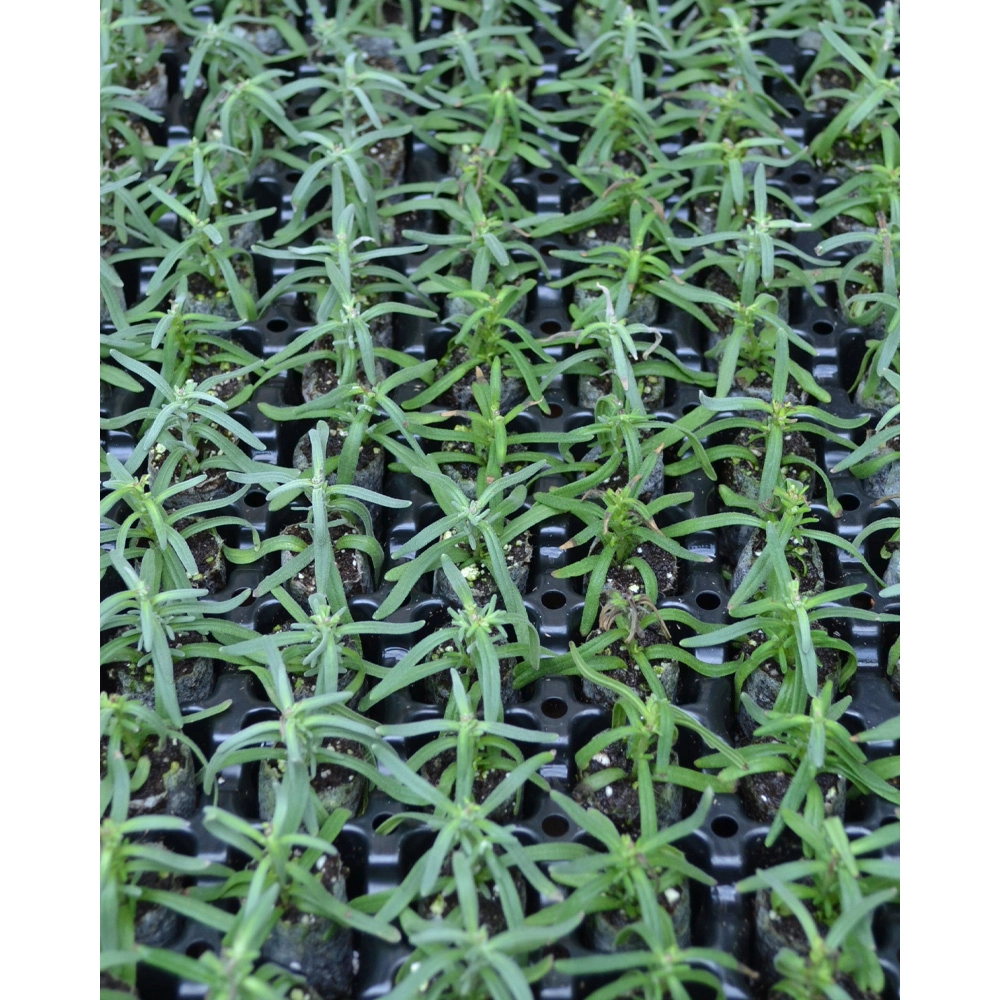 Lawenda / Lavenite Magic Blue Chip / Lavandula angustifolia - 3 rośliny w bryle korzeniowej