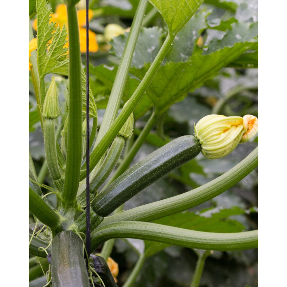 Zucchini / grün - 1 Pflanze als XXL Wurzelballen
