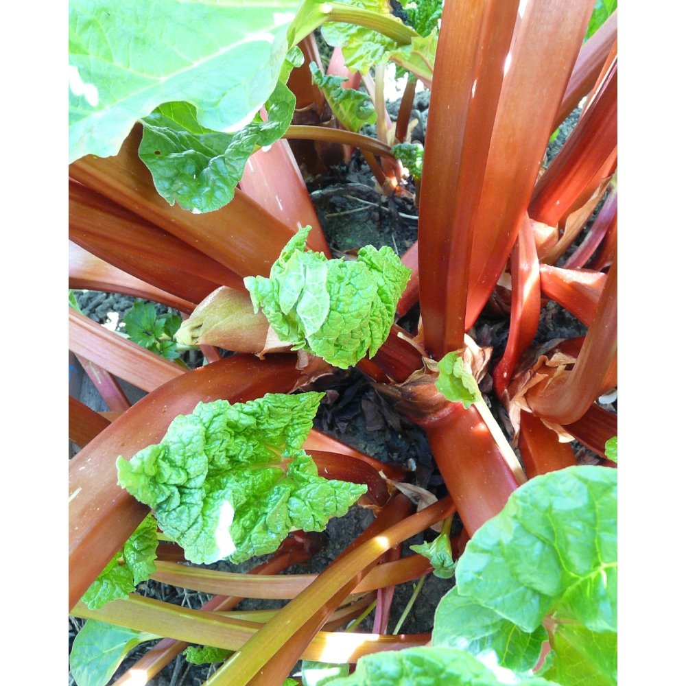 Rode rabarber - 1 plant in een pot