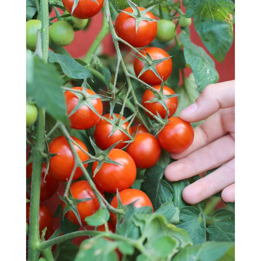 Pomodoro da balcone / Strongboy - Rosso F1 - 3 piante