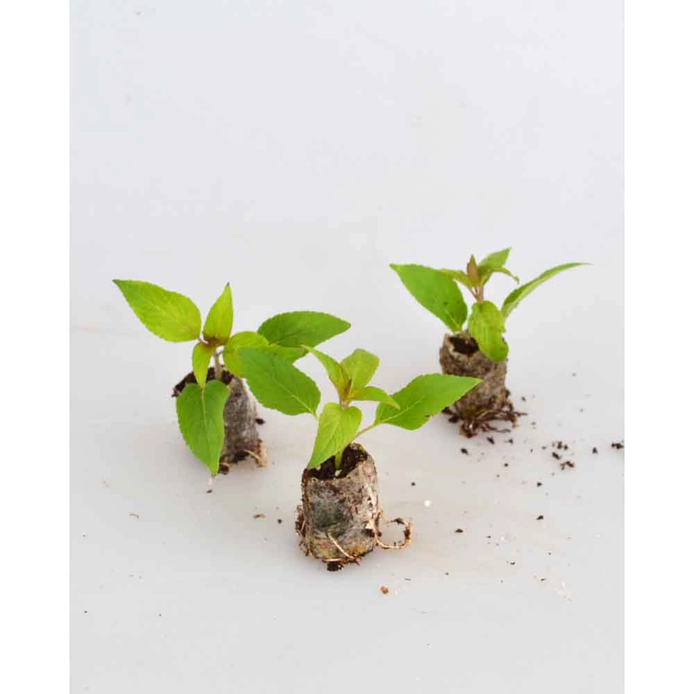 Ananassalie / Pino - Salvia rutilans - 3 planten in kluit