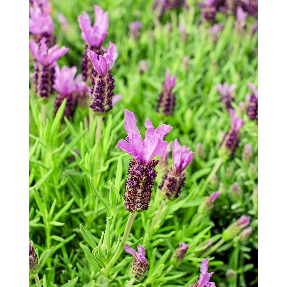 Lavendel / Vienco® Purple / Lavandula angustifolia - 3 planten in kluit