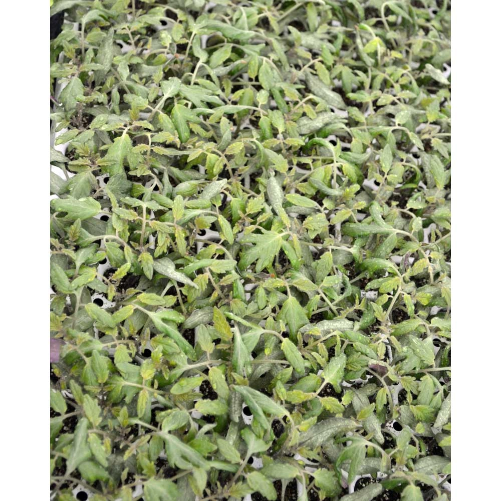 Balkontomate / Summer Pearls® F1 - 3 Pflanzen im Wurzelballen