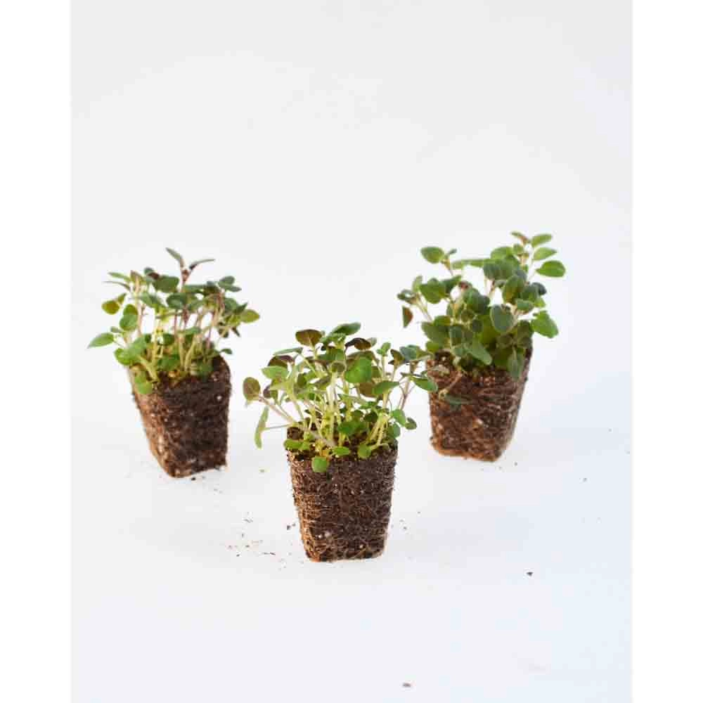 Orégano / Creta - Origanum hirtum - 3 plantas en cepellón