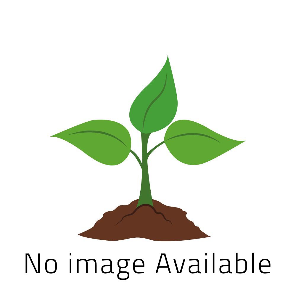 Fleischtomate / Cuor di bue - 1 Pflanze im XXL Wurzelballen