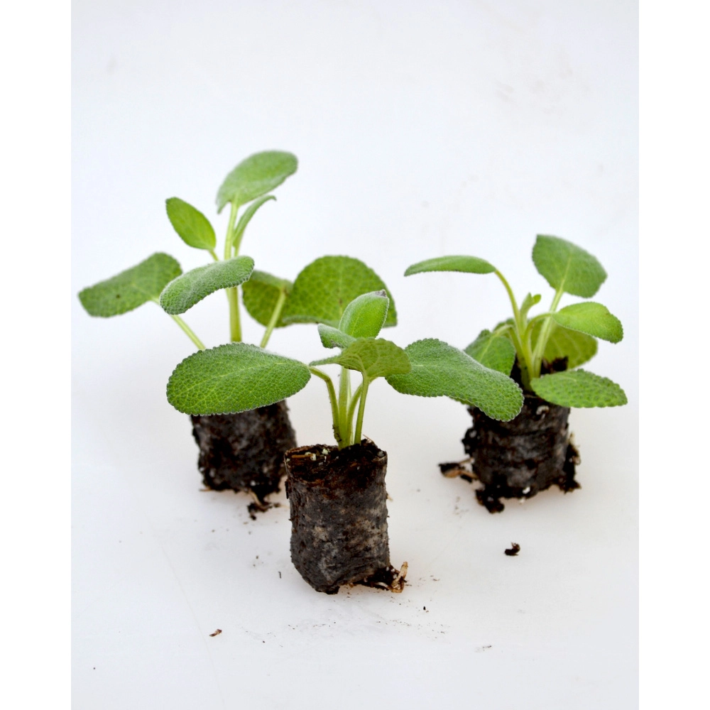 Salie / Culinaria - Salvia officinalis - 3 planten in kluit