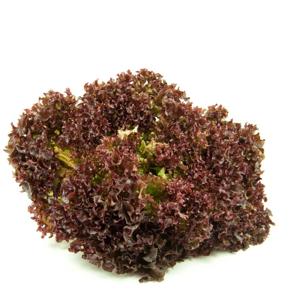 Lollo rossa lettuce - 100 seeds