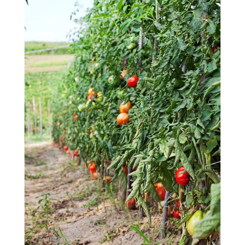Pomidor / pomidor gruntowy - 1 bryła korzeniowa XXL