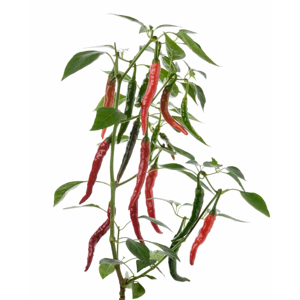 Chilipflanze / Peperoni scharf - 1 XXL Wurzelballen