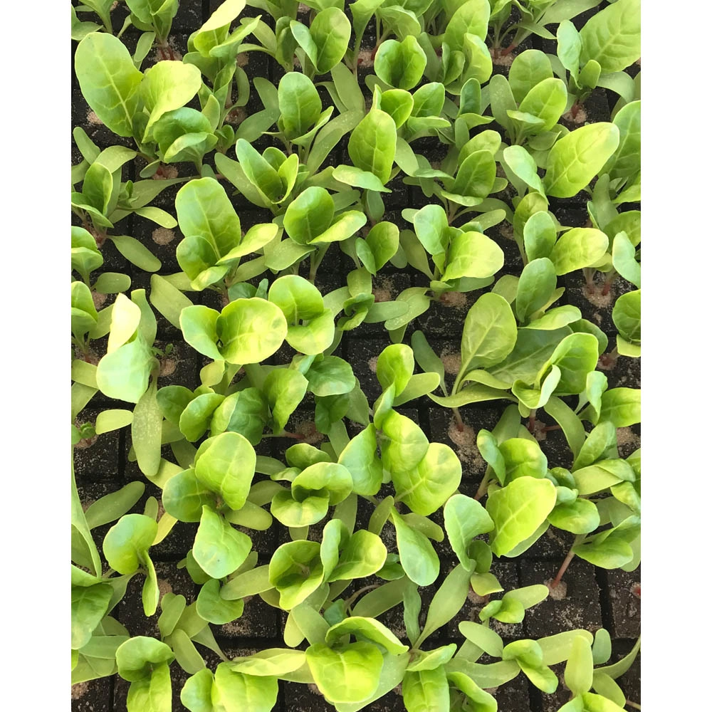 Bietola - variegata / gambo di cavolo - varie quantità