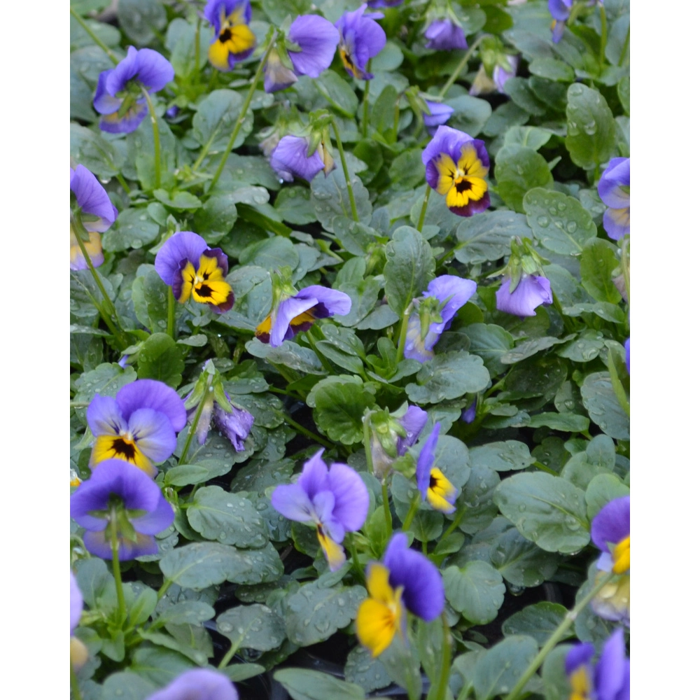 Stiefmütterchen - Blau-Gelb / Viola - 1 Pflanze im Topf