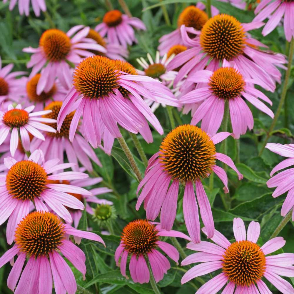 Echinacea / Red - 30 seeds