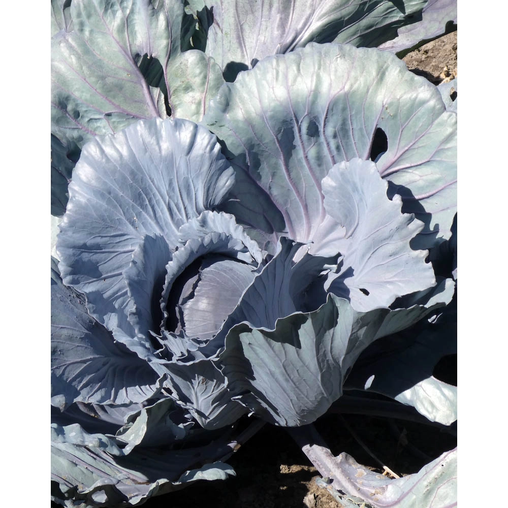 Red cabbage / red cabbage - various quantities
