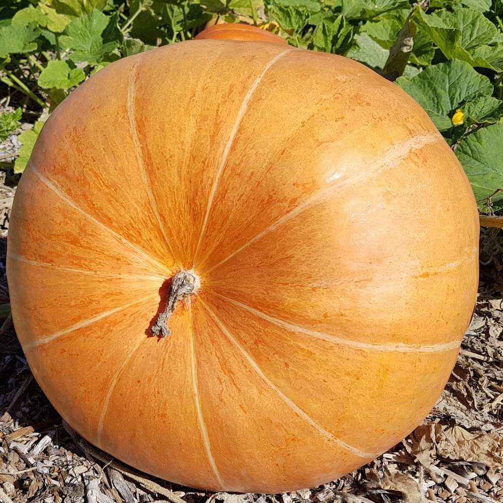 Pumpkin / Jaune Gros de Paris - 5 seeds