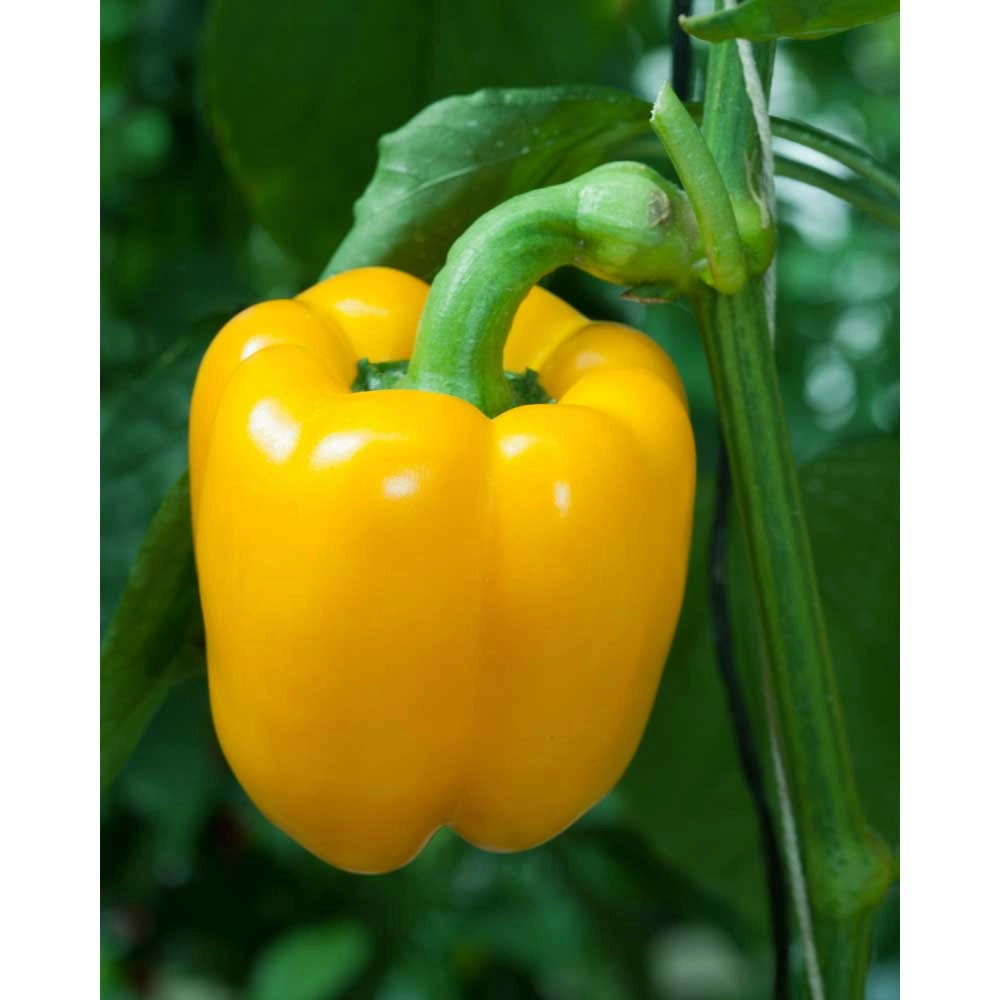 Block peppers / Beluga® Yellow F1 - 3 plants in root ball