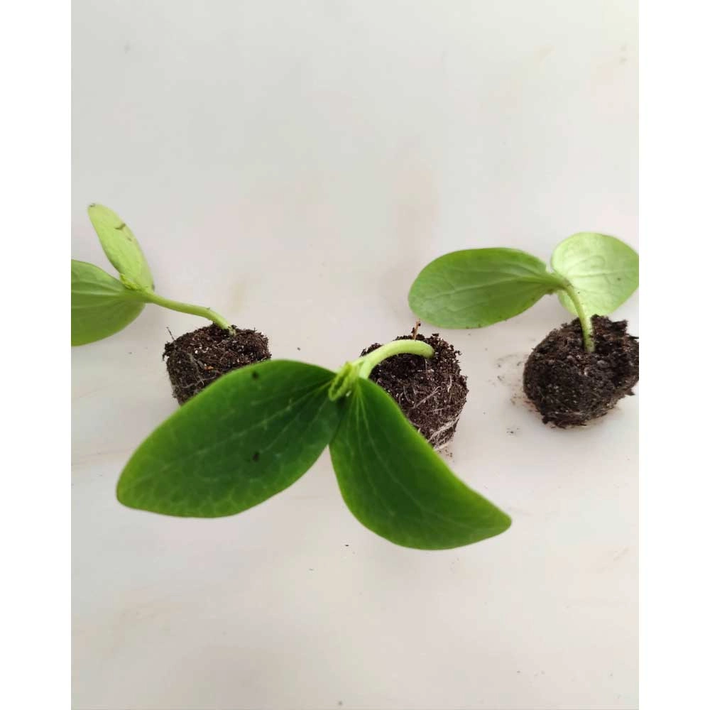 Courge / Centenaire rouge - 3 plants en motte