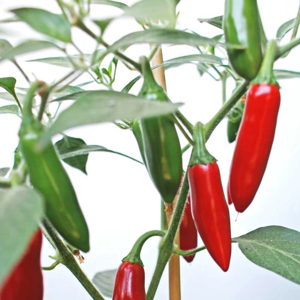 Sweet bell pepper / Jalapeno M - 30 seeds