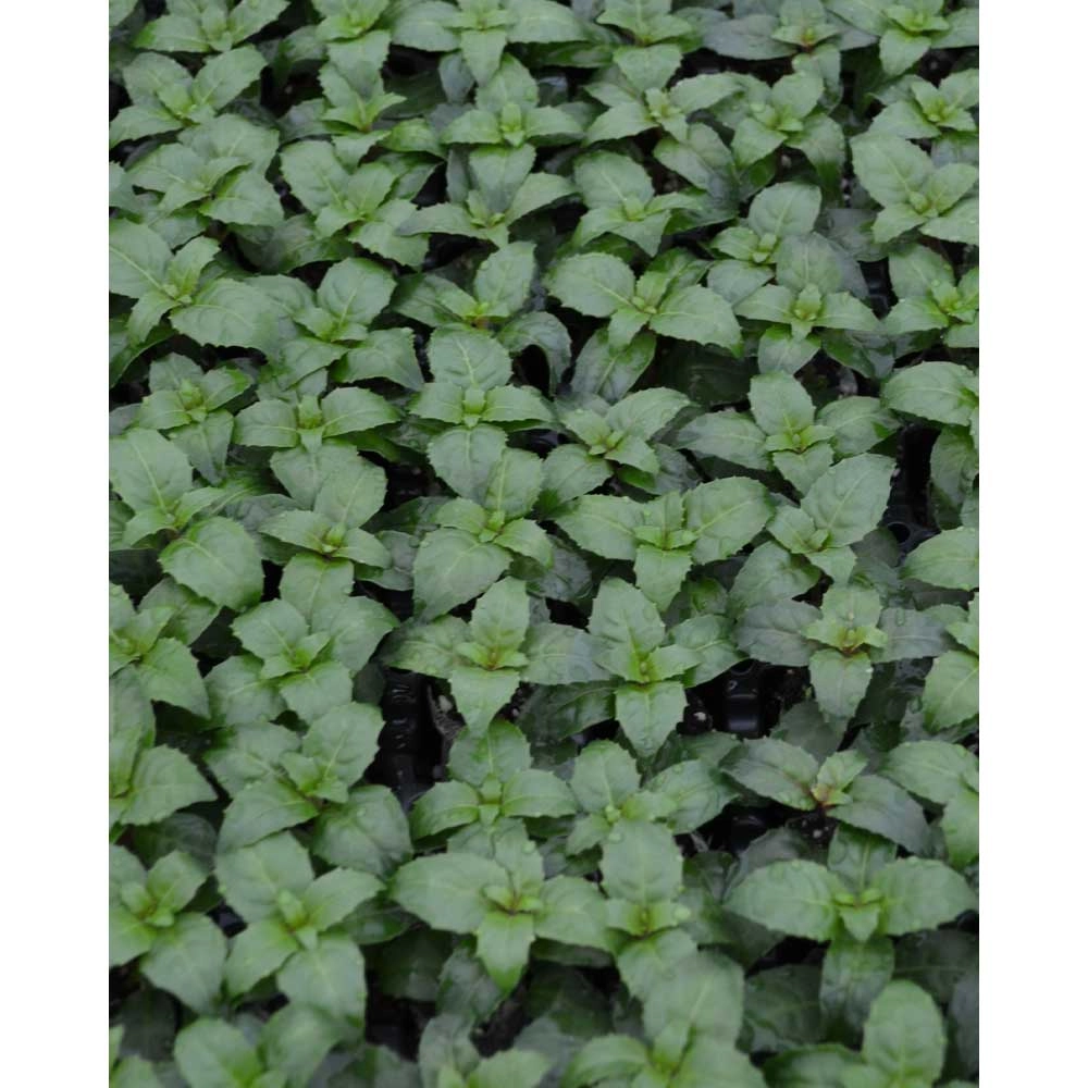 Fuchsia / Patio Princess - 3 plantes en motte