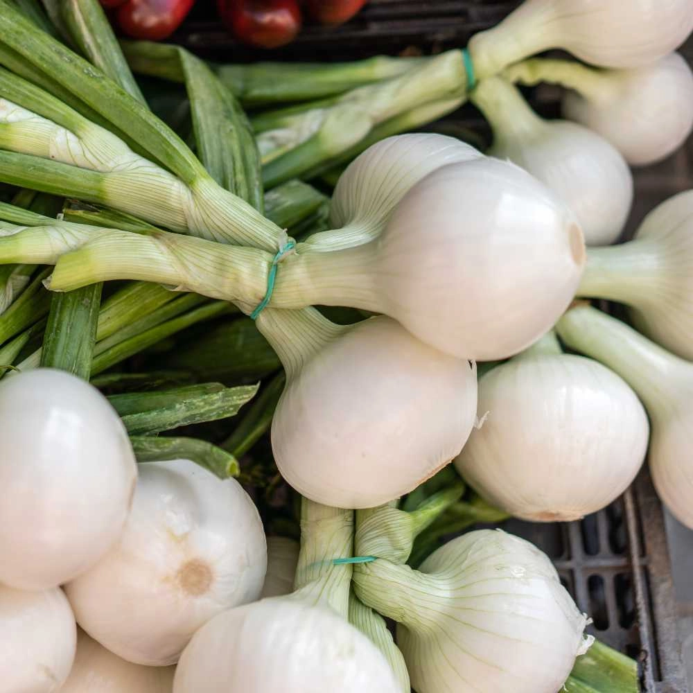 Onion / Winter growing / White Italian - 300 seeds