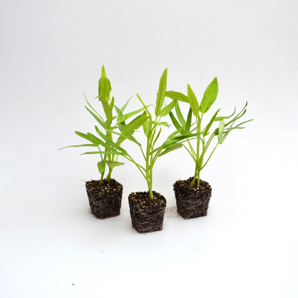 Spinaci d'acqua / Yangtze - 3 piante