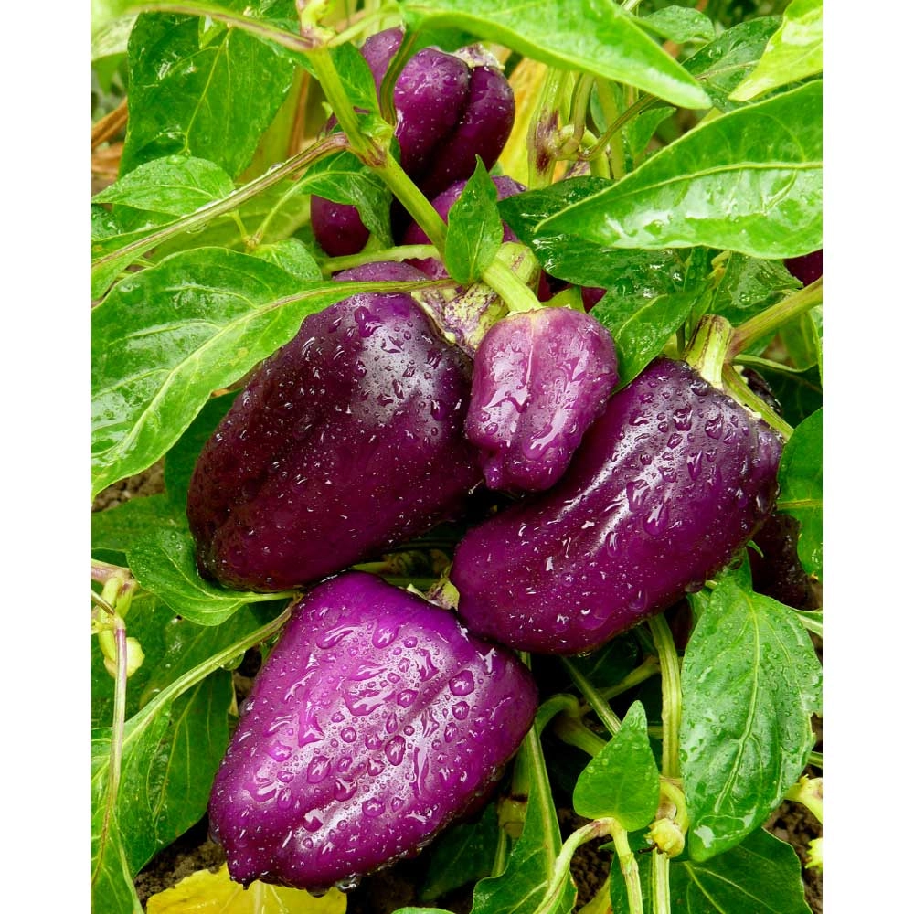 Peperoni a blocco / Beluga® Lilac F1 - 3 piante in zolla